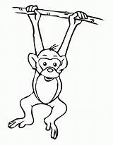 Monkey Hanging Tree Drawing Coloring Template Clipart Easy Pages Outline Realistic Printable Cliparts Jungle Monkeys Cartoon Cute Clip Vbs Safari sketch template