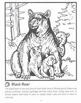 Bear Coloring Pages Printable Books Adult sketch template