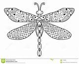 Dragonfly Libellula Vettore Coloritura Adulti Gli Dragonflies Zentangle Colouring sketch template