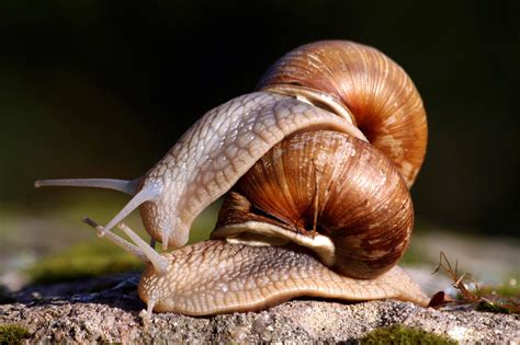 What Do Snails Think About When Having Sex