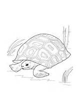 Tortoise Aldabra Designlooter Gopher sketch template