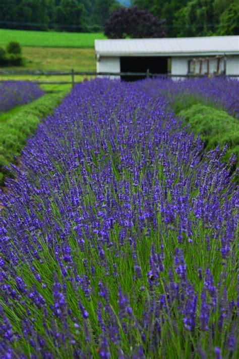 growing lavender hgtv