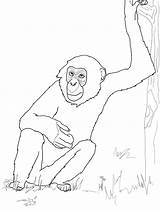 Bonobo Chimpanzee Coloring Pages Ausmalbild Schimpanse Ausmalbilder Ausmalen Supercoloring Printable Drawing Kids Color Zum Ausdrucken Common Von Schimpansen Getdrawings Bestcoloringpagesforkids sketch template
