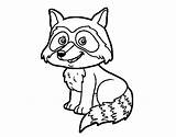 Coloring Raccoon Baby Young Pages Colorear Coloringcrew Getdrawings Getcolorings sketch template