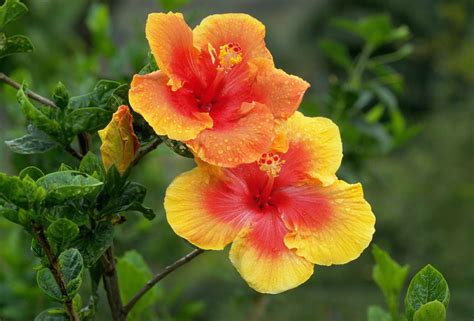 grow  care  tropical hibiscus