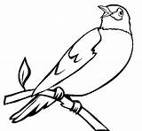 Burung Gambar Mewarnai Ptaki Kolorowanki Druku Kolorowanka Lucu Belajar Ptak Kolorowania Paud Robin2 Bisa sketch template