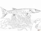 Barracuda Coloring Pages Great Color Printable Drawing Skip Main sketch template