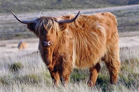 gruelling hunt   aurochs genome  biology