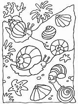 Schelpen Onderwater Slakken Kleurplaten Kleurplaat Slak sketch template