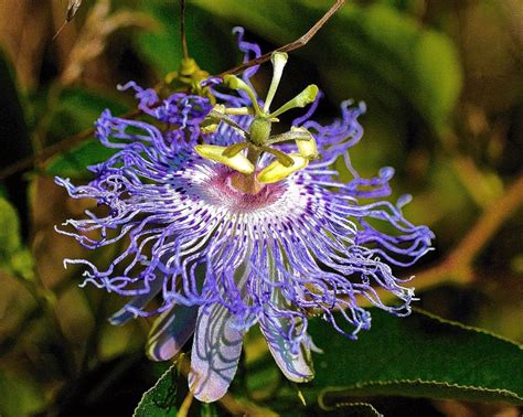How To Grow Passionflowers Ornate Flowers And Delicious Fruit Dengarden