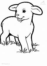 Coloring Lamb Sheets Popular Printable sketch template