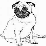 Pug Coloring Pages Printable Line Drawing Baby Color Getcolorings Christmas Puppy Getdrawings sketch template