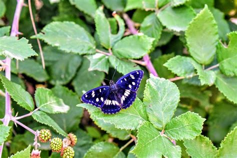 The Moment I Fell In Love With A Indigo Butterfly Saturday Indigo