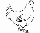 Ayam Pixabay Sketsa Betina Mudah Unsur Mewarnai Hewan Pengertian Teknik Jantan Fungsi Utama Poulet Terbaru Tumbuhan sketch template