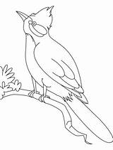 Coloring Nightingale Bird Watching Drawing Pages Outline Choose Board Printable Simple Designlooter Birds Bestcoloringpages Kids sketch template