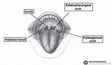 Tonsils Palatine Pharynx Oropharynx Tonsil Pharyngeal Lingual Waldeyer Teachmeanatomy Anatomical Tubal Subdivisions Viscera sketch template