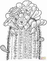 Saguaro Coloring Pages Template sketch template