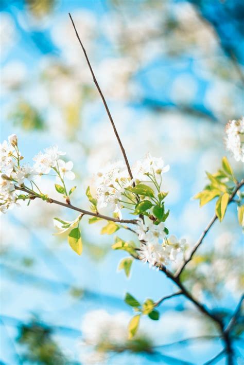 1001 ideas de paisajes de primavera bonitos e inspiradores