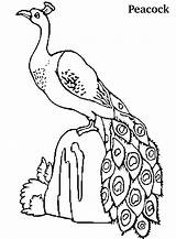 Peacock Coloring Pages Peacocks Kids Printable Colouring Cute Drawing Birds Beautiful Bird Clipart Animals Getdrawings Name Bestcoloringpagesforkids Coloringpagesfortoddlers Popular Princess sketch template