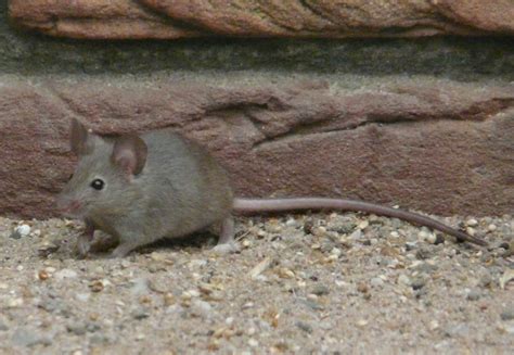 mus musculus mouse