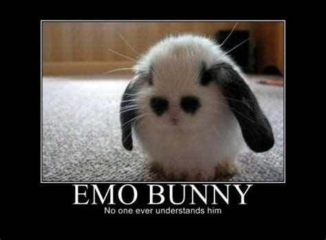 Emo Pictures And Jokes Funny Pictures And Best Jokes