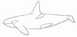 Orca Coloring Whale Killer Clipart Pages Drawings Popular Webstockreview sketch template
