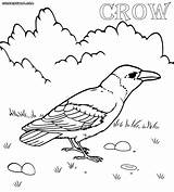 Crow Coloring Pages Line Drawing Getdrawings Print Colorings sketch template