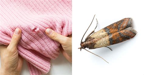 clothes moths 101 the basics of mothproofing