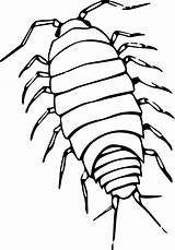 Bugs Isopod Drawing Roly Pill Svg Cloportes Designlooter Insectes Assel Tier Clipground Hiclipart sketch template
