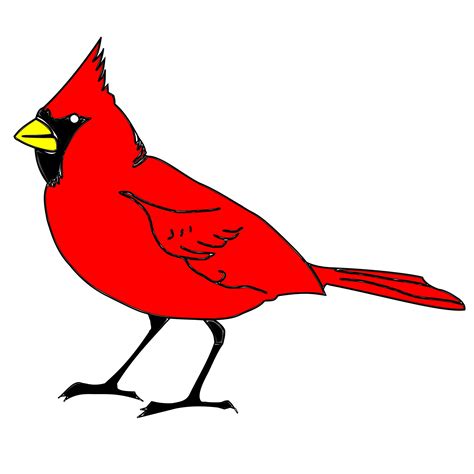 cardinal bird drawing    clipartmag