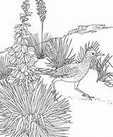 Coloring Roadrunner Pages Printable Mexico Yucca Bird State Flower Animals Birds Adult Printables Color Book Drawing Greater Cactus Educational Mexican sketch template