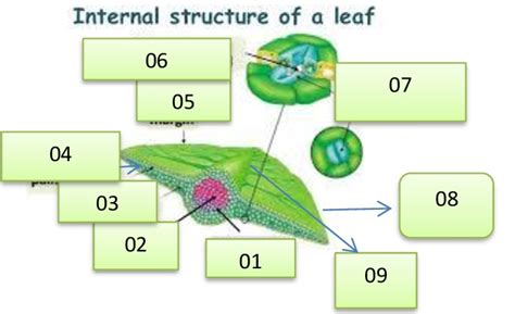 lesson plan  internal structure  leaf general science grade vi