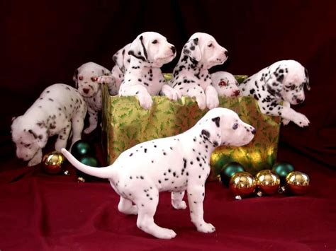 christmas dalmatiansall    christmas dalmatian dogs