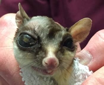 sugar gliders eat   eat find    animals guide