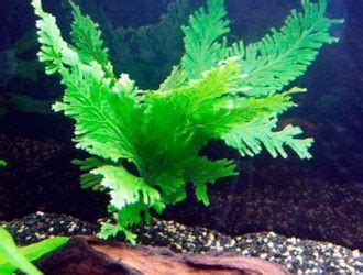 peacock fern complete guide  care reproduction tank size