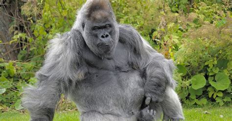 Nico One Of World S Oldest Gorillas Has Died At Longleat Safari Park