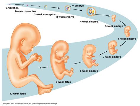 fertilisasi  proses perkembangan embrio  manusia artikel materi