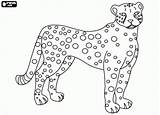 Felinos Gepard Cheetah Malvorlage Katachtige Afrikaanse Cheeta Kostenlos Pintar Pintada Onça Ausmalbilder Jaguar Katachtigen Coloriage Guepard Tijger Malvorlagen Tigre Drucken sketch template