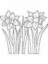 Daffodil Coloring Pages Simple Template Drawing Templates Flower Getdrawings sketch template
