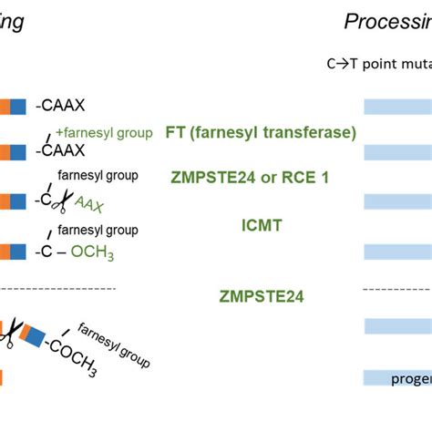 Lamin A Biogenesis Consists Of Four Steps Of Post Translational