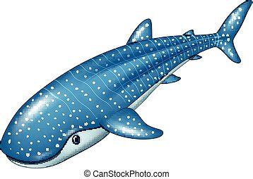 whale shark stock illustration images  whale shark illustrations   search