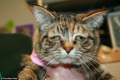 Sad Looking Cat Tucker Who Was Taken In For Adoption Has
