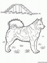 Colorkid Coloring Husky sketch template