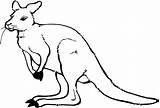 Kangaroo Kangourou Kaenguru Skizze Einfaches Malvorlage Sketch Ausmalbild sketch template