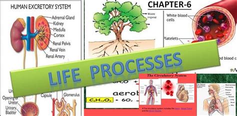 concept  life process educarerajeshatrajesh konwar  destination