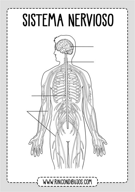 partes sistema nervioso completar rincon dibujos
