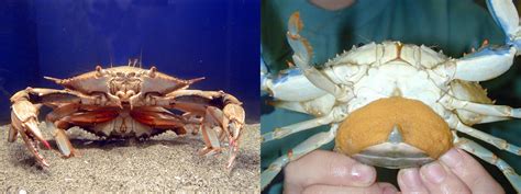 Shorelines Blog Archive Blue Crabs Need More Than A