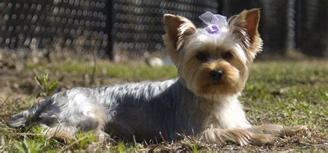 yorkies change color  guide  tips