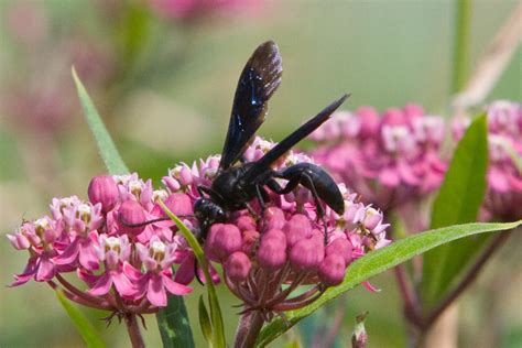 mud dauber wasps     rid   dengarden