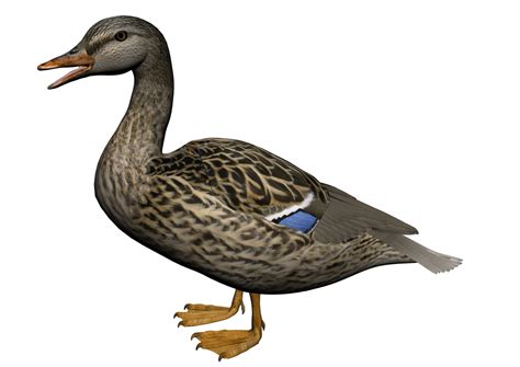 duck png image transparent image  size xpx